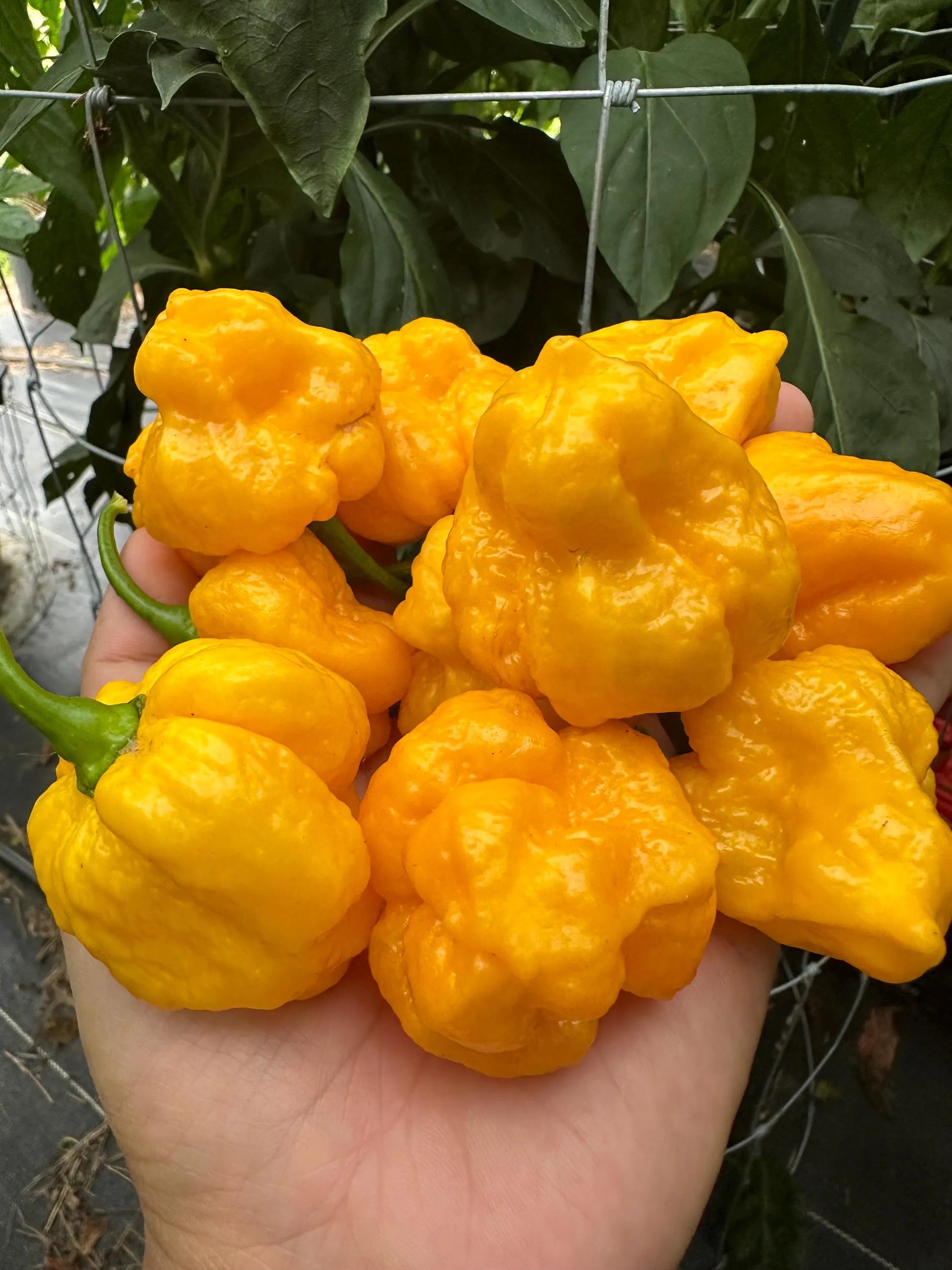 Kokomo Bonnet Pepper Seeds