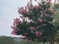 Crape Myrtle Seed Mix – Flowering Tree Shrub Mix, Perennial, Zones 6-9