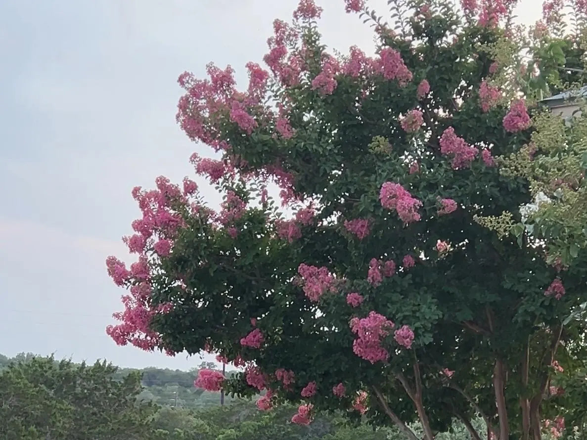 Crape Myrtle Seed Mix – Flowering Tree Shrub Mix, Perennial, Zones 6-9