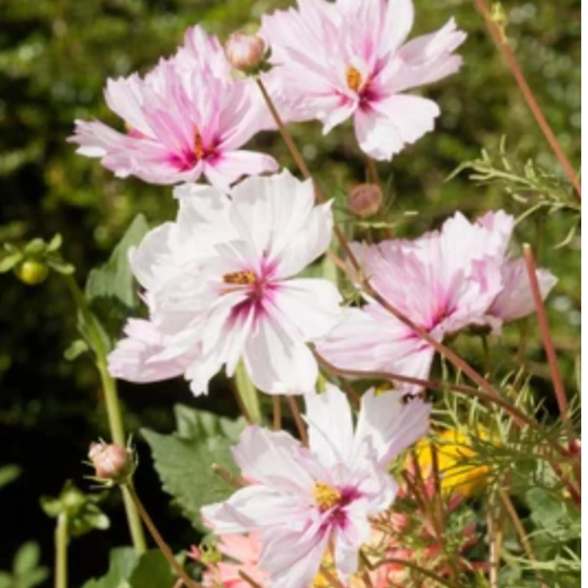 20 Cupcake Cosmos Blush Flower Seeds Double Cosmo Flowers