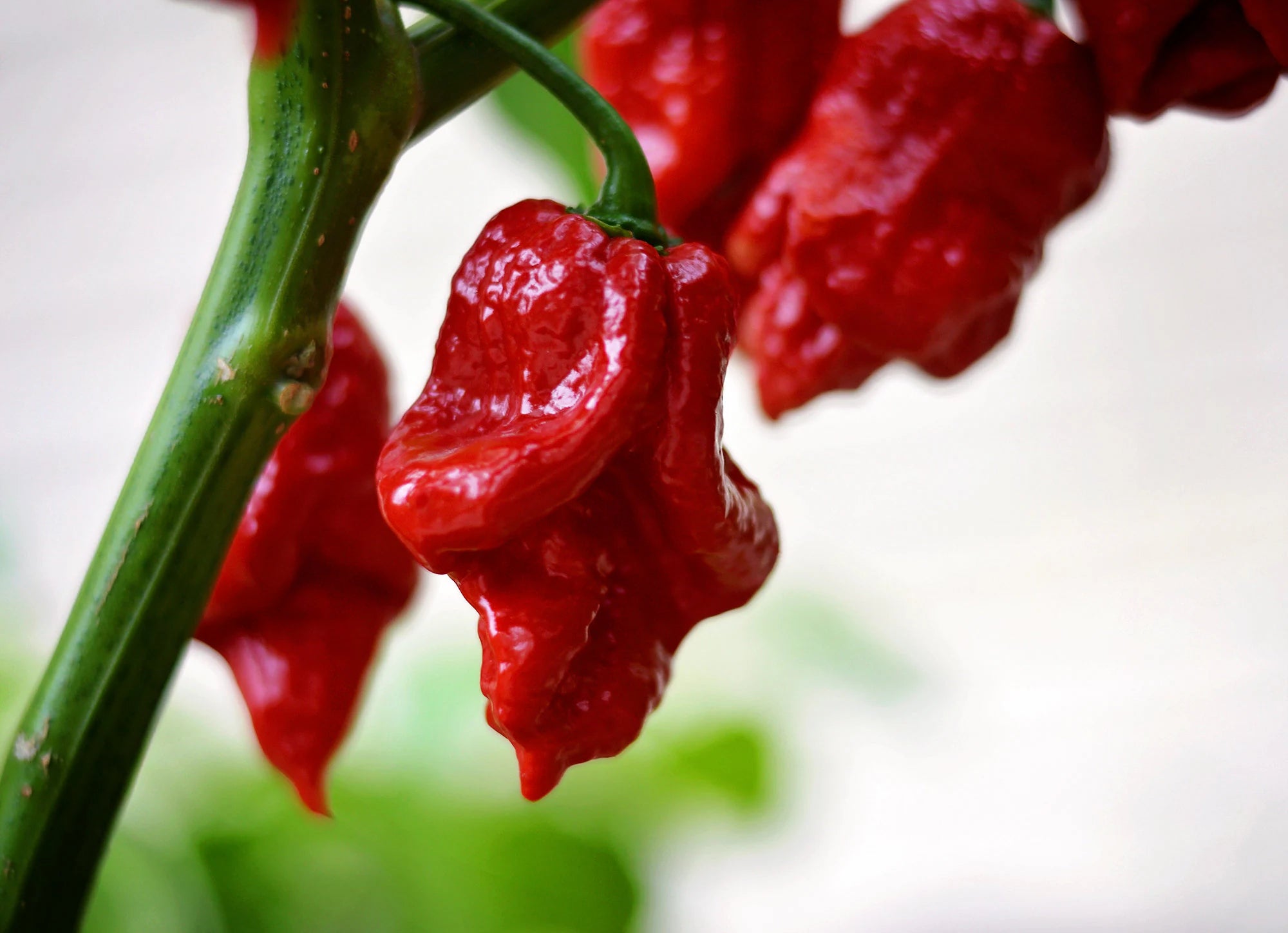 Big Red Mama pepper seeds - pack of 10