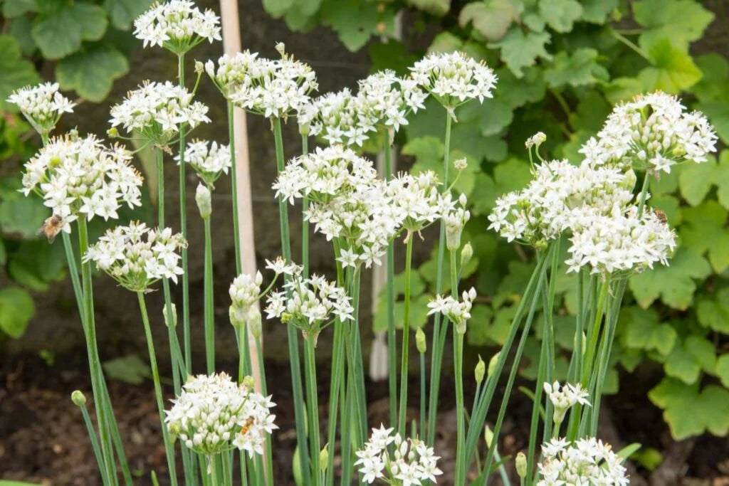 Garlic Chives Seeds 100+ Herb Vegetable Garden NON-GMO USA