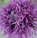 Feathered Grape Poppy, 50+ Seeds. Annual.