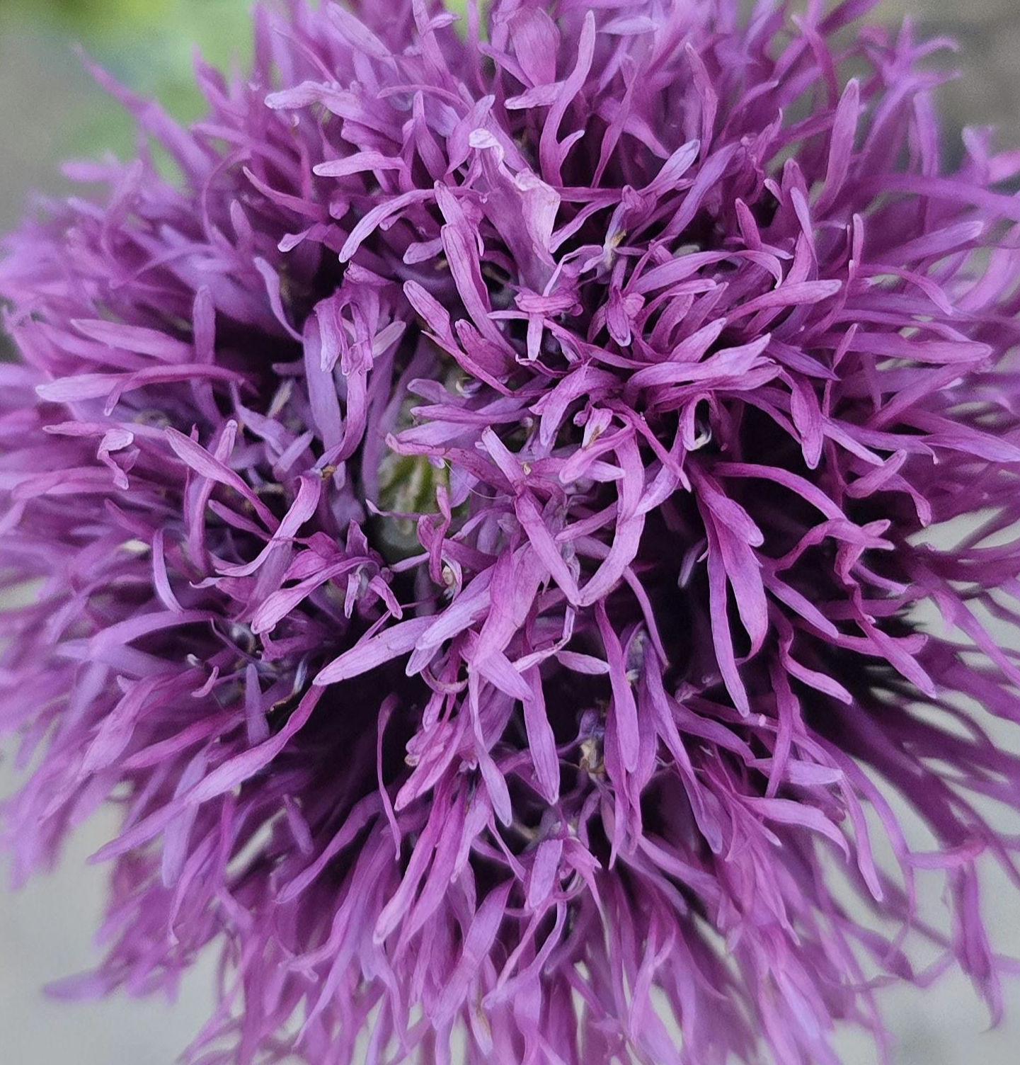 Feathered Grape Poppy, 50+ Seeds. Annual.