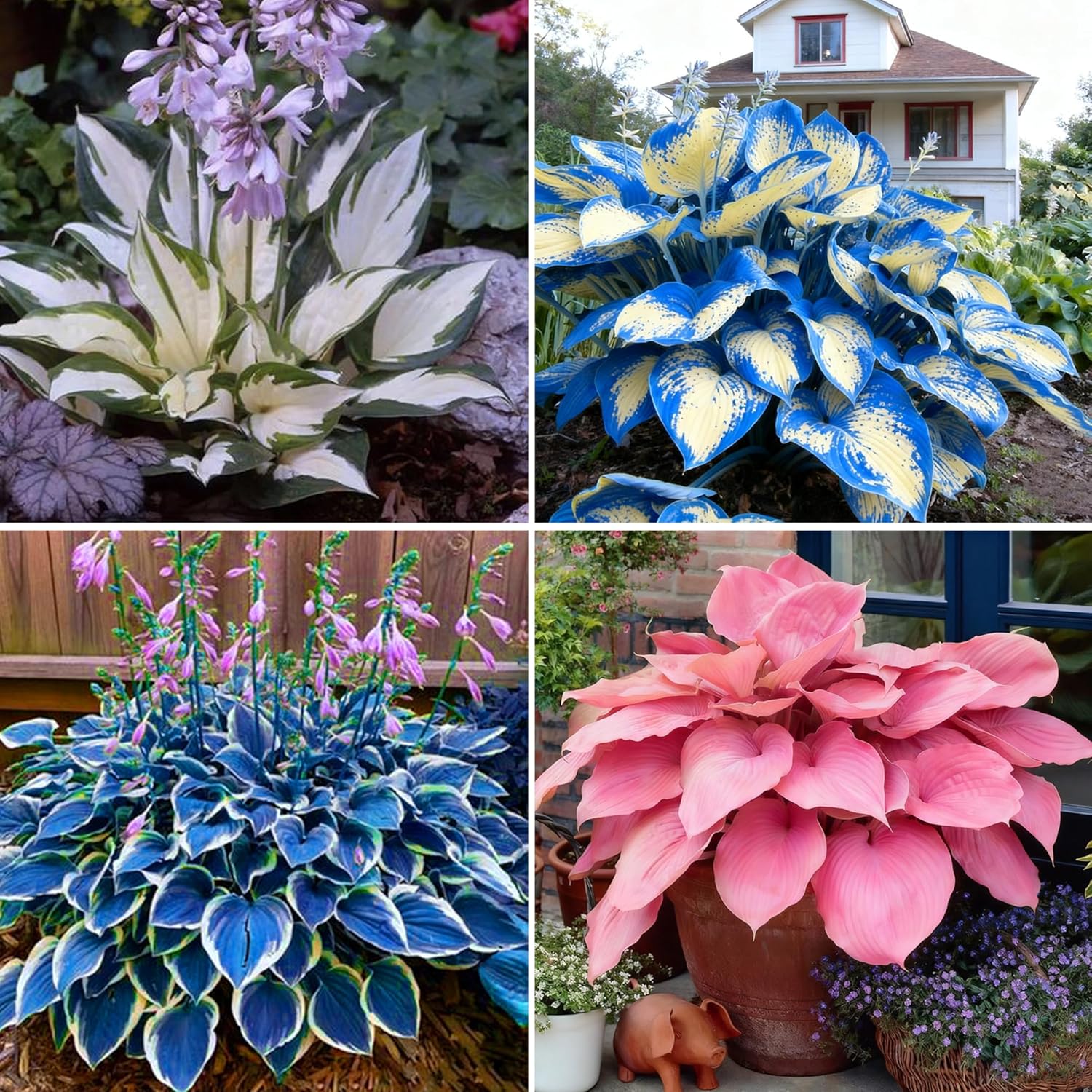 Hosta Seeds for Planting, Non-GMO Heirloom Perennial Hosta Flower Seeds, Long Blooming Plants Shaded Entry Pathway Rare Flowers for Garden Outdoors(100)