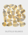 Olotillo Blanco Corn Seeds: Rare Mexican Heirloom, Non-GMO