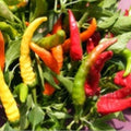 NuMex Sunflare Hot Pepper Seeds(10 Seeds)