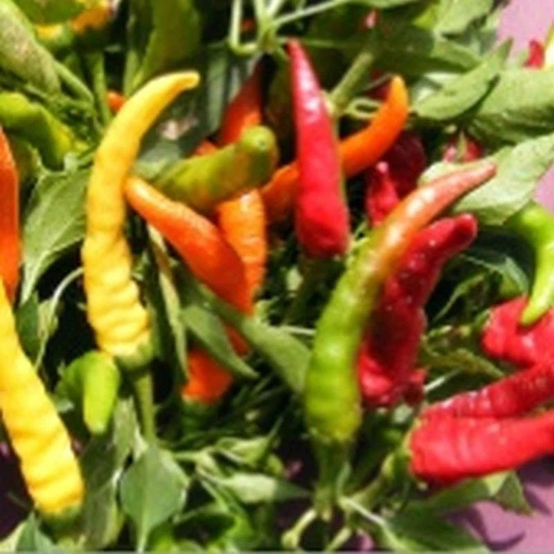 NuMex Sunflare Hot Pepper Seeds(10 Seeds)