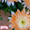 Citrus Spice Mum Seeds: Fall Perennial Flower Plant