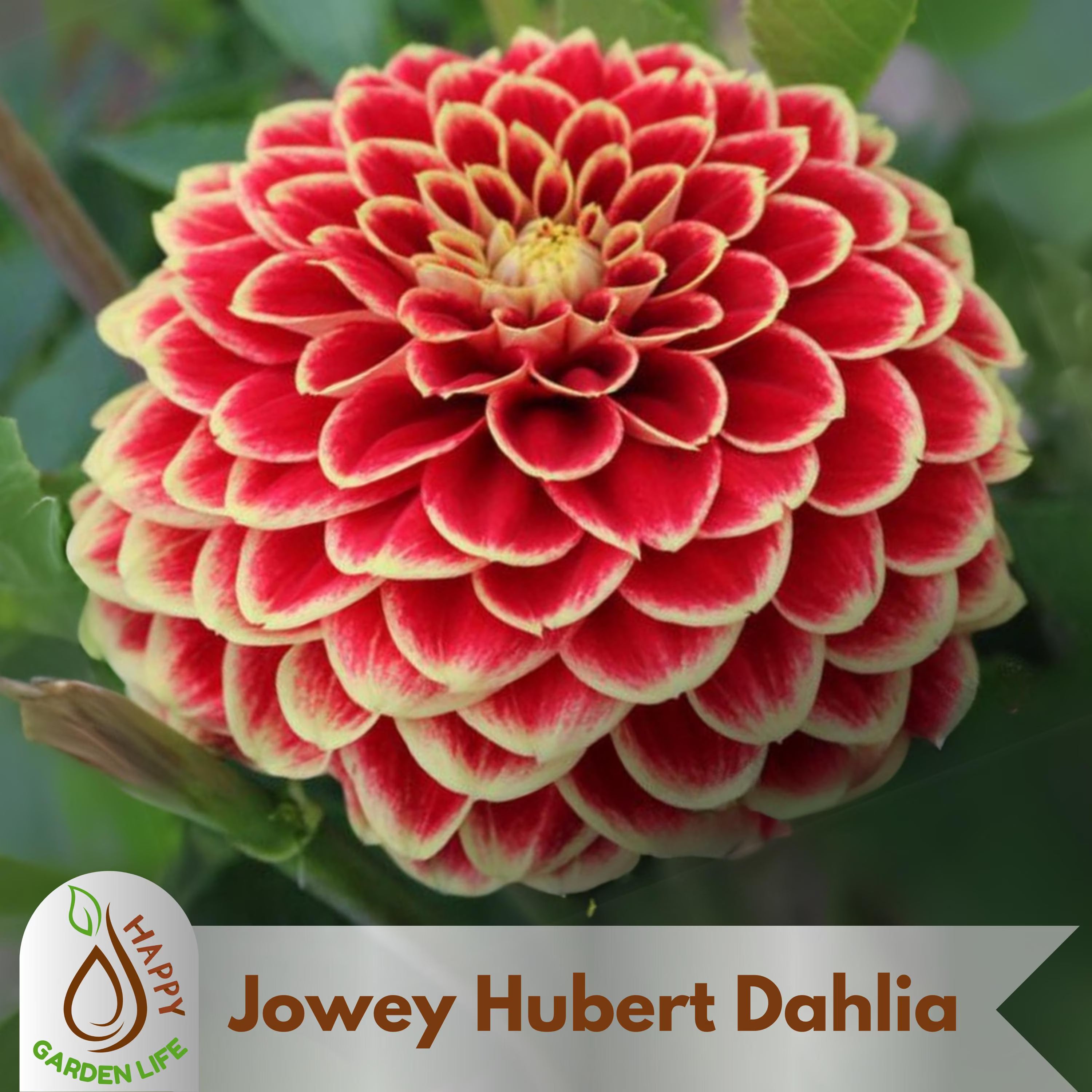 20+ Seeds| Jowey Hubert Dahlia Seeds - Perennial - Flowering - Hybrid - Open-Pollinating - Fast Growing - Clumping - Plant in Spring #D055