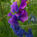 50 Blue Shift Sweet Pea Seeds: Color-Changing Heirloom Climbing Flower