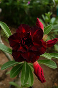 Dark Red Desert Rose 4 Seeds: Exotic Adenium Perennial