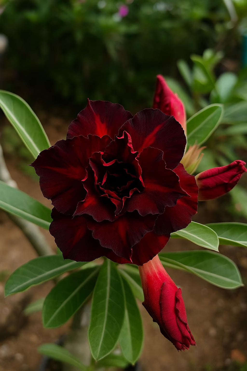 Dark Red Desert Rose 4 Seeds: Exotic Adenium Perennial