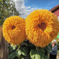 50pcs Yellow Enchanting Giant Teddy Bear Sunflower Seeds – Fluffy Double Blooms for Bright Garden Borders, Beds, and Cut Flower Arrangements