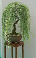 Green Weeping Willow Bonsai Cutting: Fast Growing Dwarf Tree Start