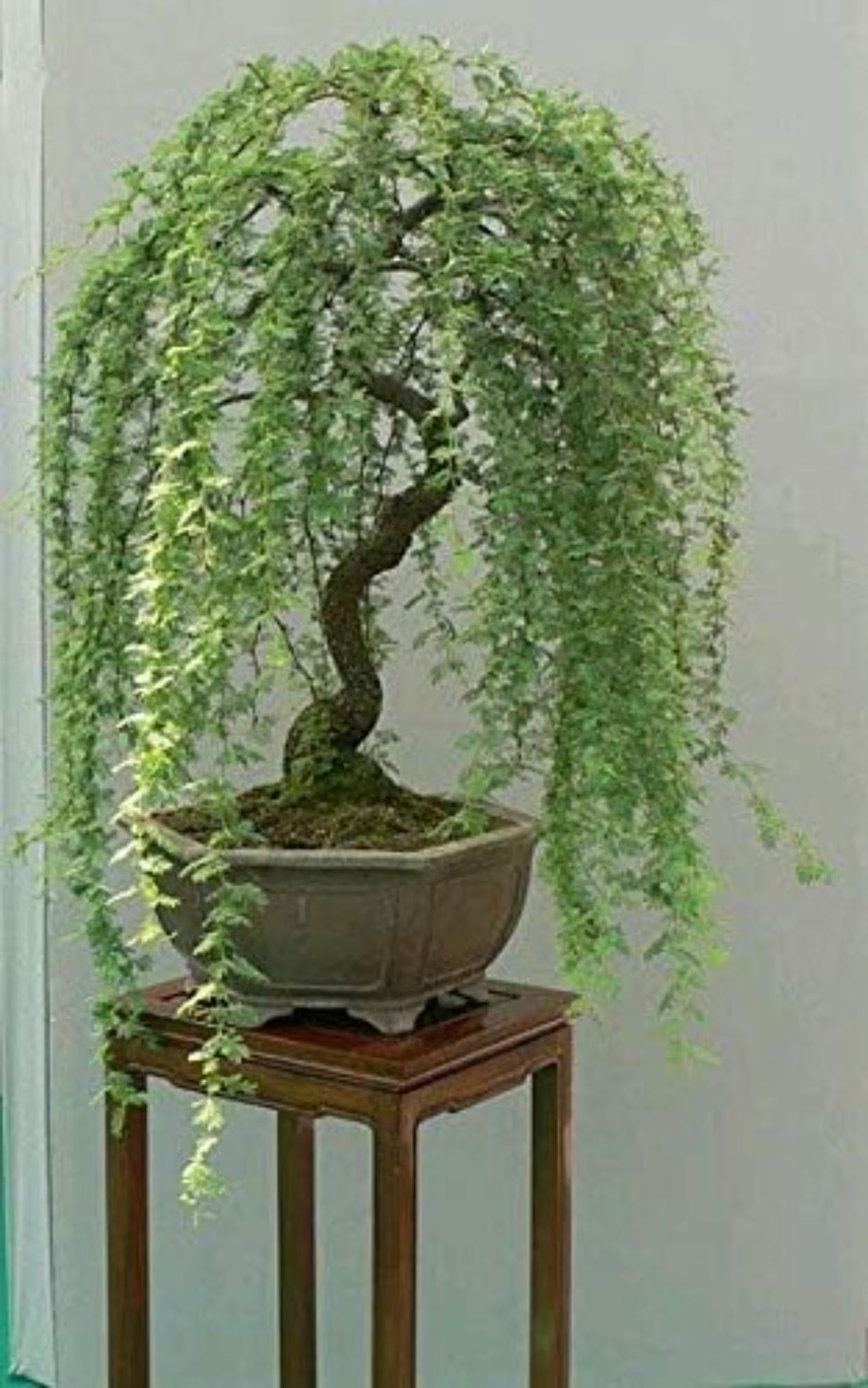 Green Weeping Willow Bonsai Cutting: Fast Growing Dwarf Tree Start