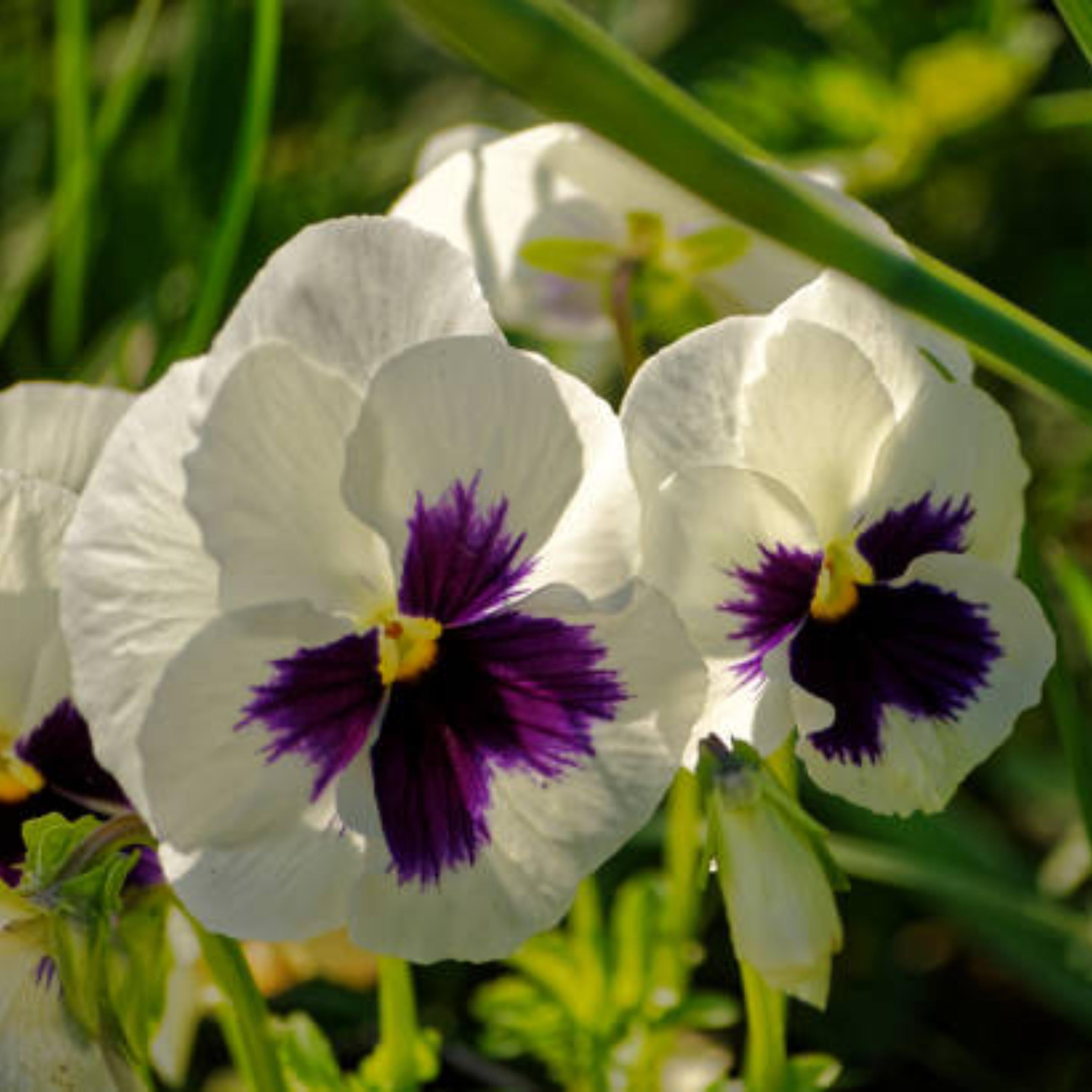 10+ Seeds| White Purple Pansy Viola Seeds -  Open-Pollinating - Self-Pollinating - Draft Resistant - Plant in late Summer/Spring(10 Seeds)