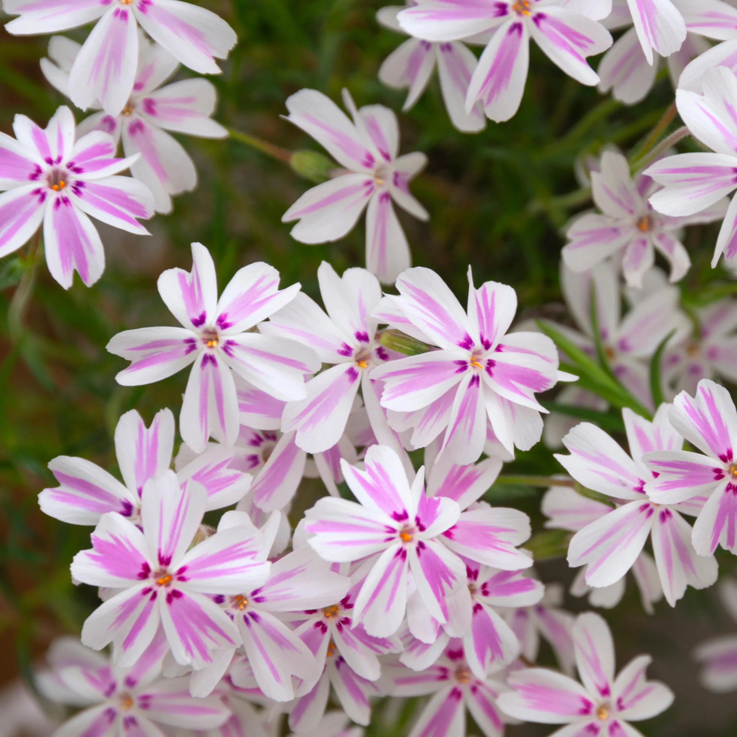 Candy Stripe Creeping Phlox Seeds - Cold Resistant -Drought Resistant -Evergreen - Fast Growing - Potted - Plant in early Spring/Fall(20 Seeds)