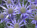 Florist Choice! Blue Star, Sea Holly (Eryngium Planium)  50+ seeds FREE SHIPPING drought tolerant perennial