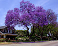 Blue Jacaranda Tree (Jacaranda Mimosaefolia) Seeds(5 Seeds)