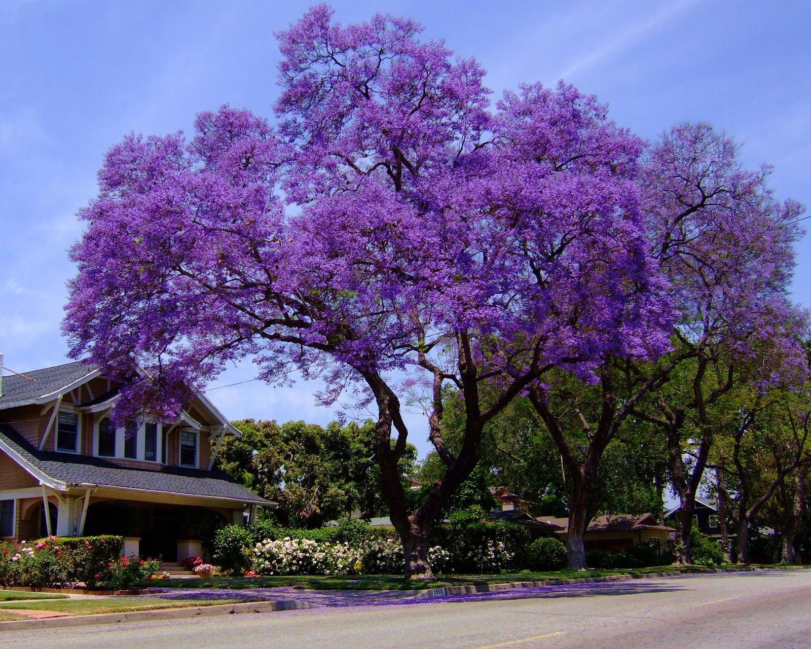 Blue Jacaranda Tree (Jacaranda Mimosaefolia) Seeds(5 Seeds)