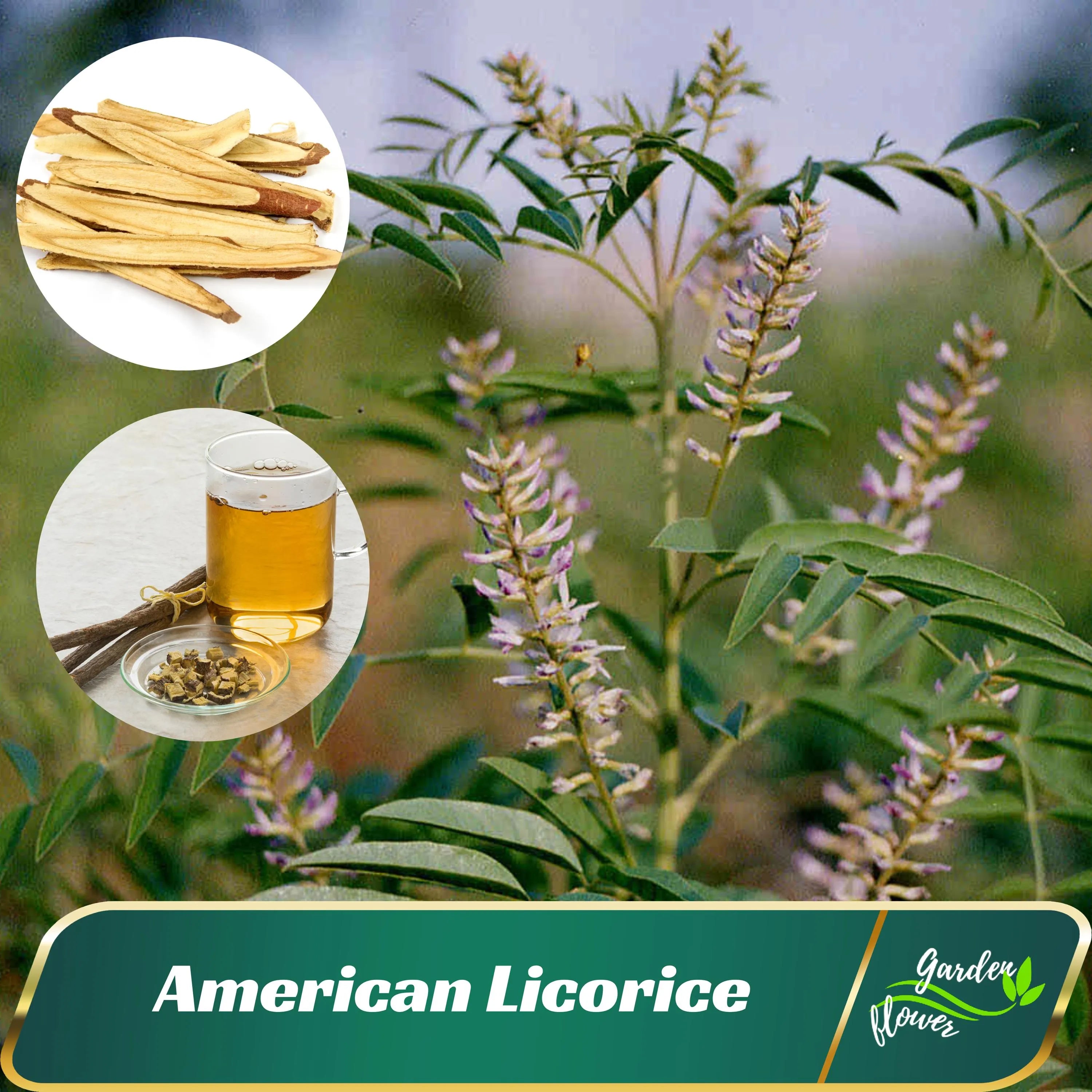 American Licorice Seeds - Authentic Seeds - Cold Resistant - Fast Growing - Self-Pollinating - Clumping - Planting In Spring/Fall   #6012