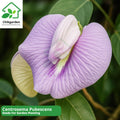 Centrosema Pubescens  (5) Seeds: Pink Butterfly Pea Vine, Rare Flowering Climber, Hardy Tropical Ornamental