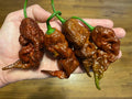 Primotalii Chocolate Super Hot Pepper Seeds