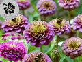 Purple Prince Zinnia 50 Seeds: Heirloom, Non-GMO, Butterfly Magnet