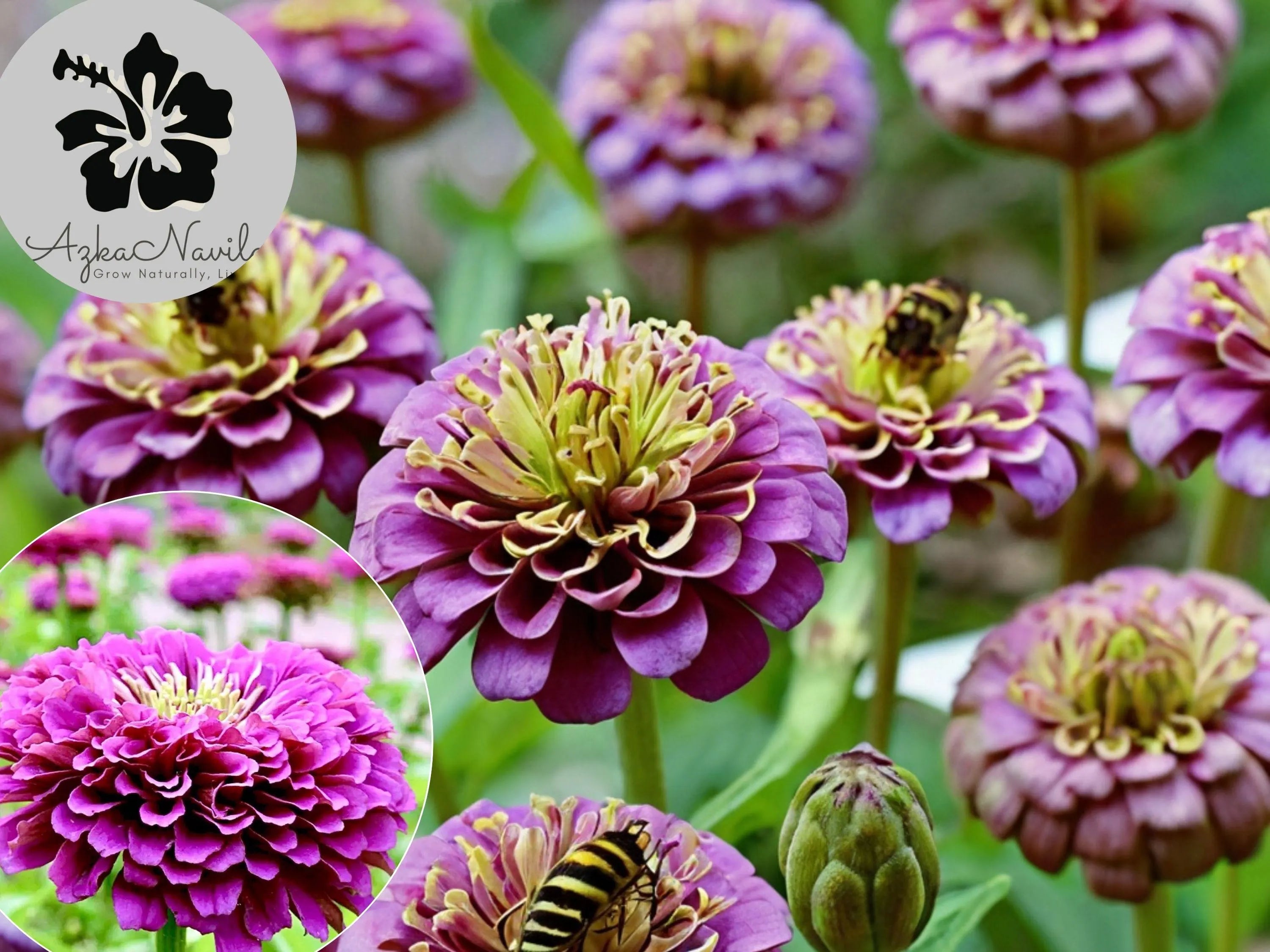 Purple Prince Zinnia 50 Seeds: Heirloom, Non-GMO, Butterfly Magnet