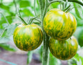 GIANT Green Zebra Tomato Seeds 50 Ct Vegetable Garden NON-GMO Determinate