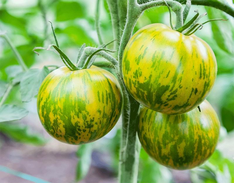 GIANT Green Zebra Tomato Seeds 50 Ct Vegetable Garden NON-GMO Determinate