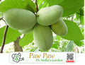 Pawpaw Seeds | 泡泡果种子 - North America#39;s Largest Native Fruit! | 北美最大的本土水果 | 5 seeds