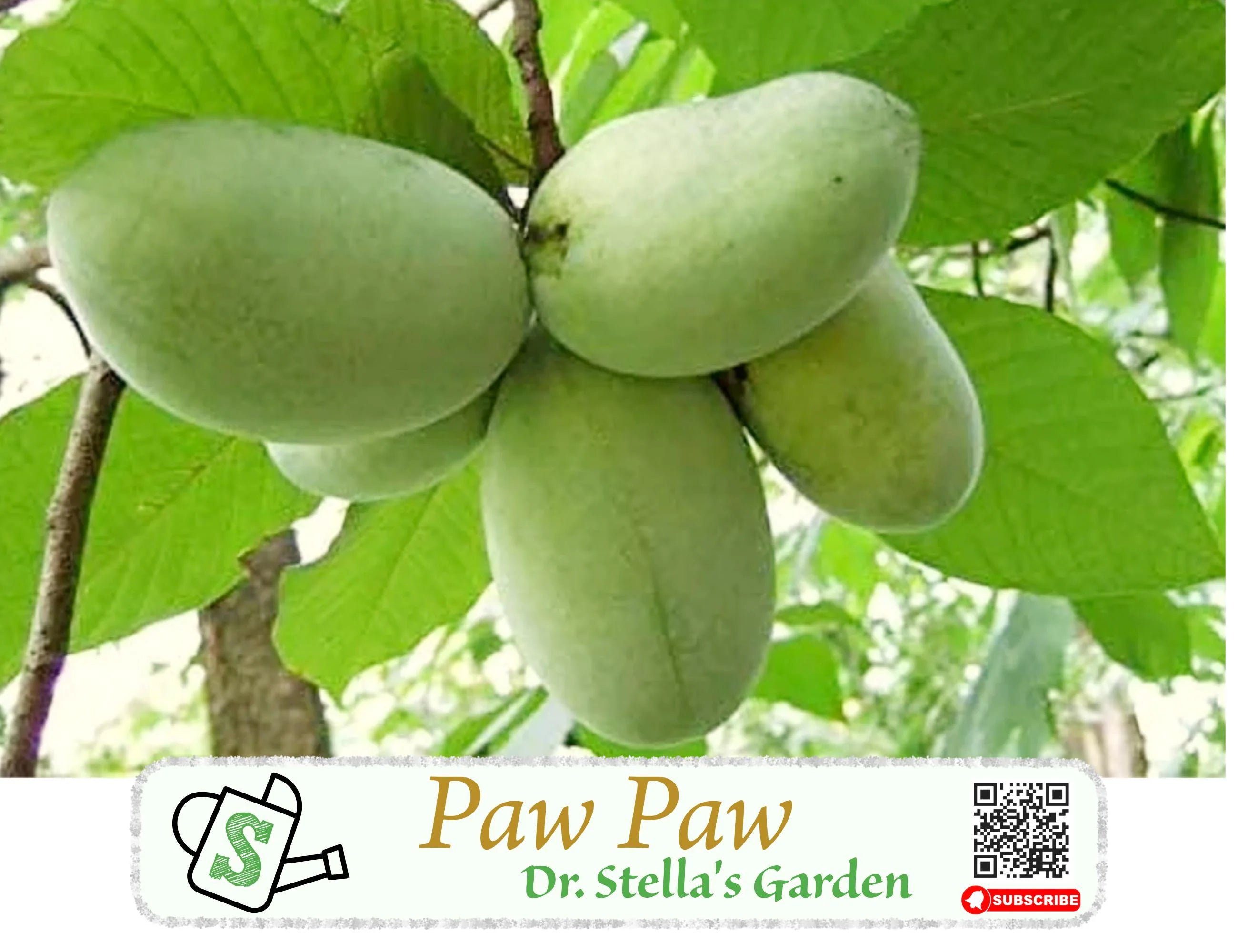 Pawpaw Seeds | 泡泡果种子 - North America#39;s Largest Native Fruit! | 北美最大的本土水果 | 5 seeds