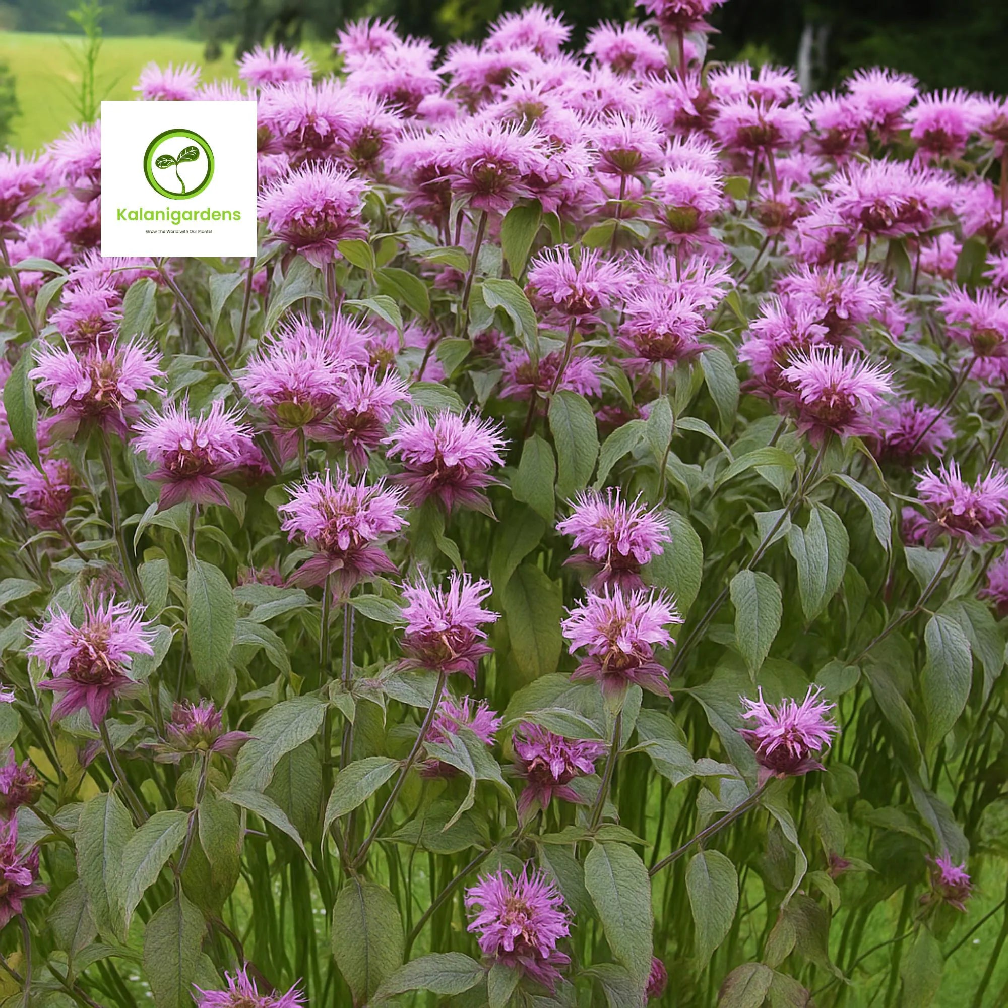 Wild Bergamot Seeds: Heirloom Perennial, Attracts Pollinators