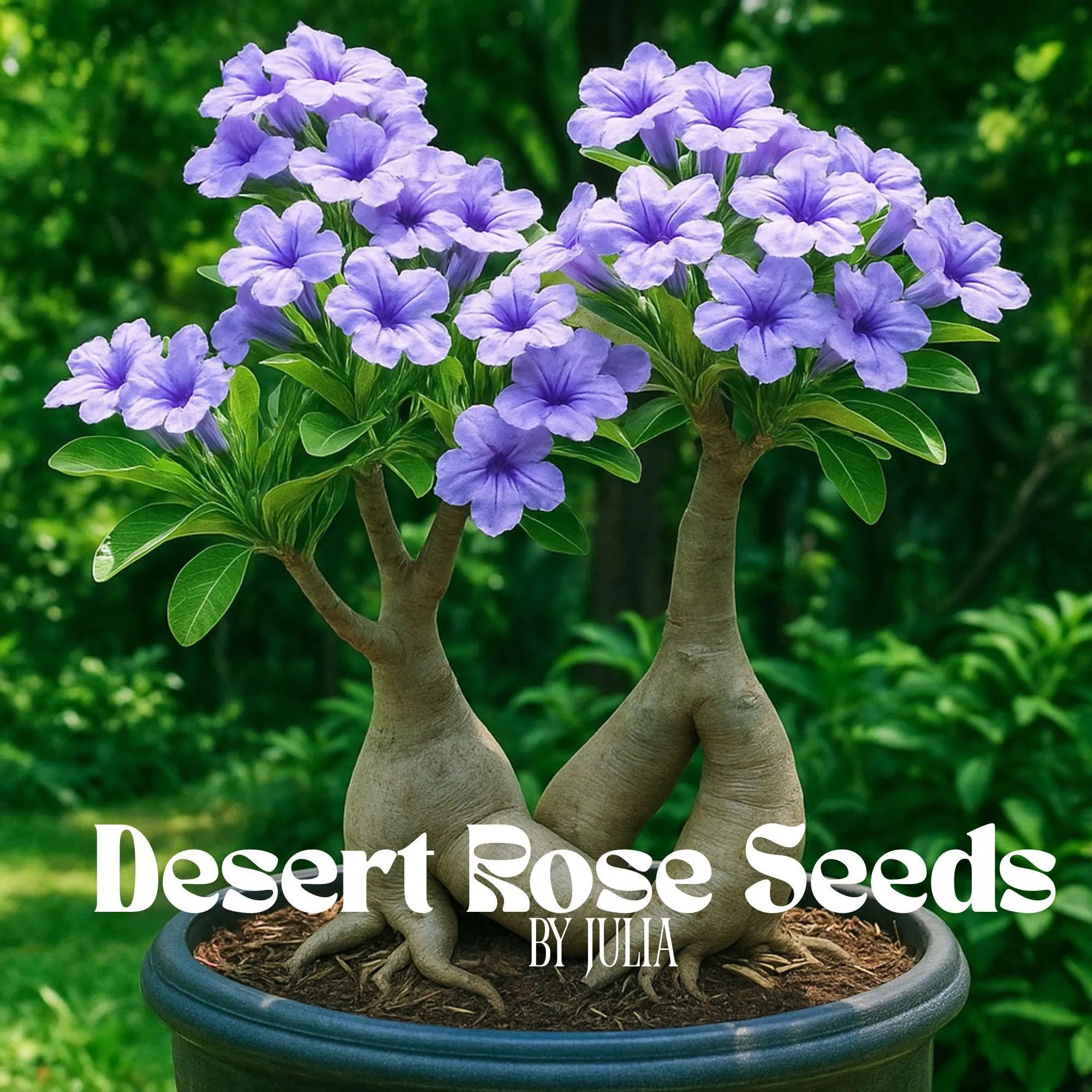 Purple Desert Rose Seeds: 5 Exotic Adenium Bonsai Flower - Drought Tolerant