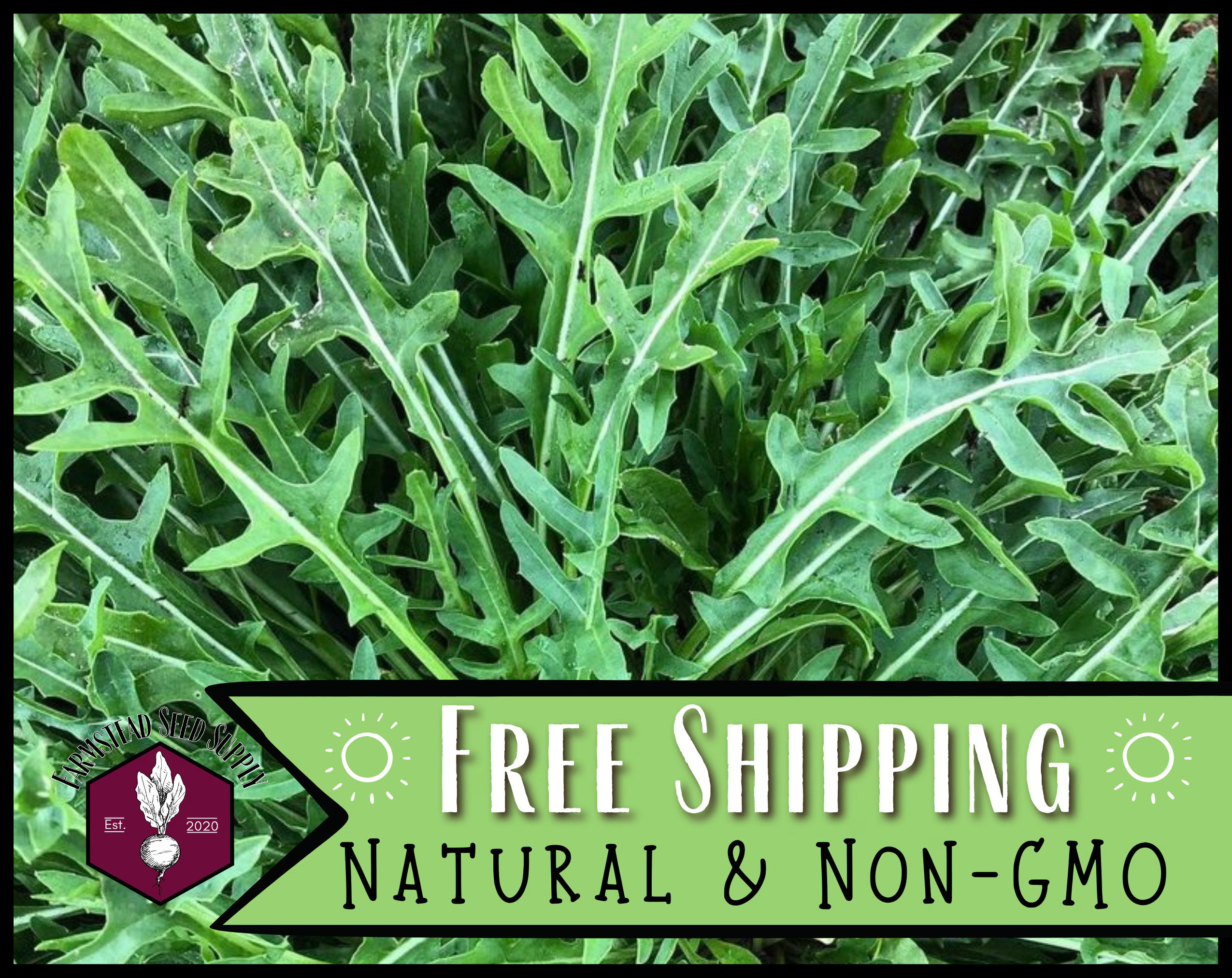 22,500 Arugula Seeds (Slow Bolt) | Heirloom, Non-GMO, Vegetable Gardening, Seed Packets, Easy To Grow Seeds, Eruca vesicaria sativa(5)