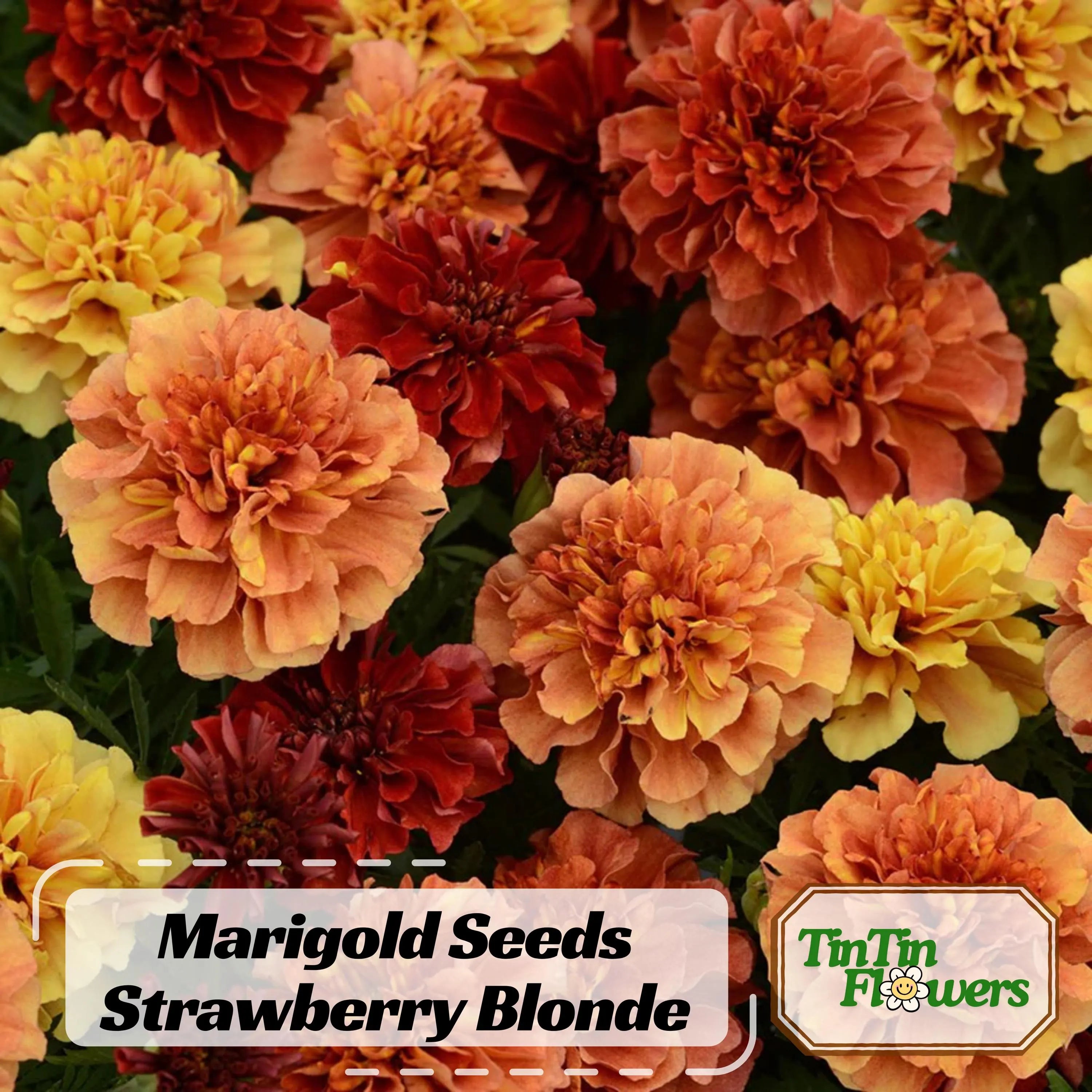 Marigold Strawberry Blonde Seeds - Edible -Open-Pollinating - Draft Resistant - Cold Resistant - Dwarf - Plant in Spring/After frost #285