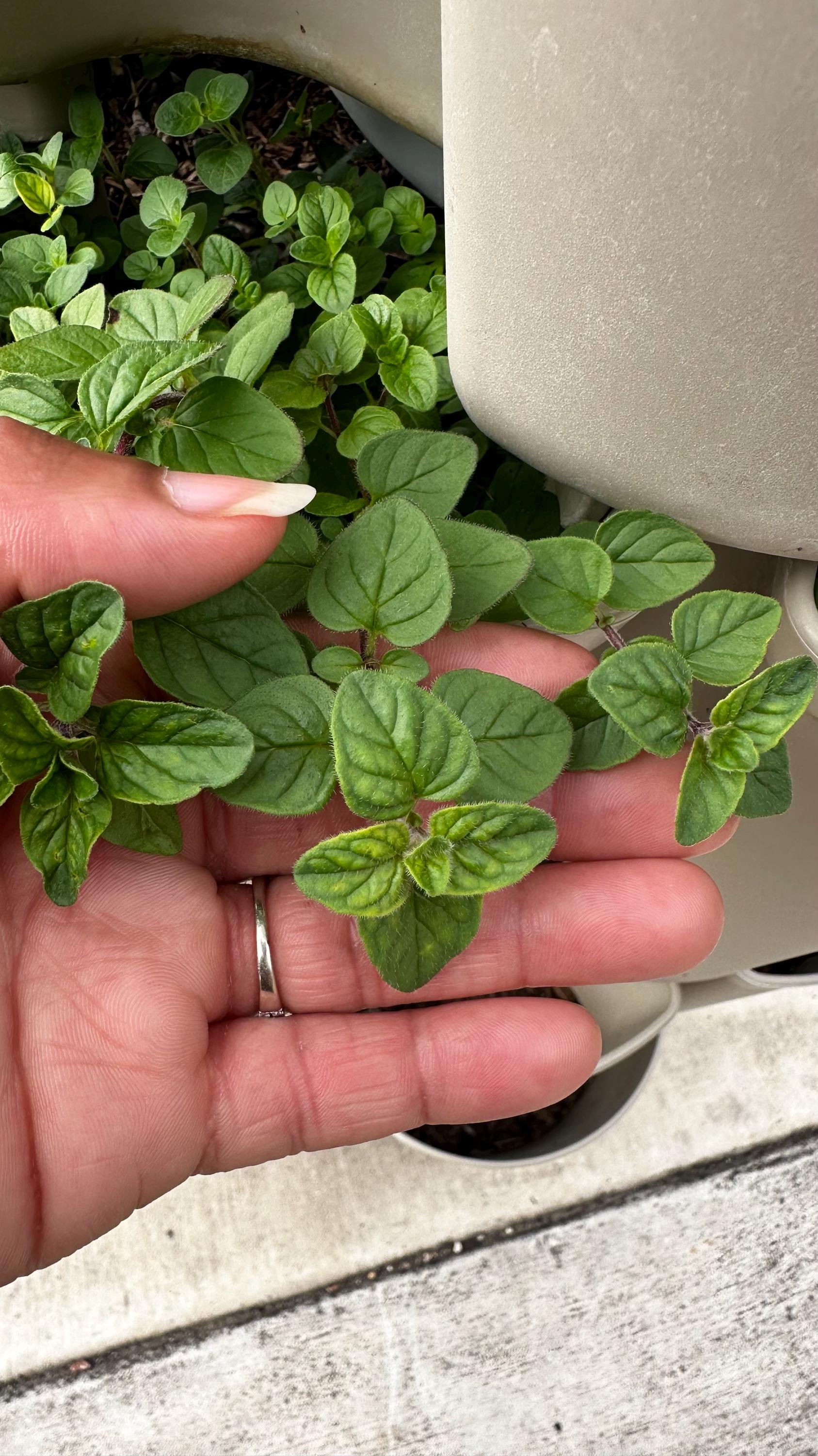Oregano Seeds
