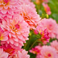 Pink Dahlia Fresh Annual Flower 35+ Seeds
