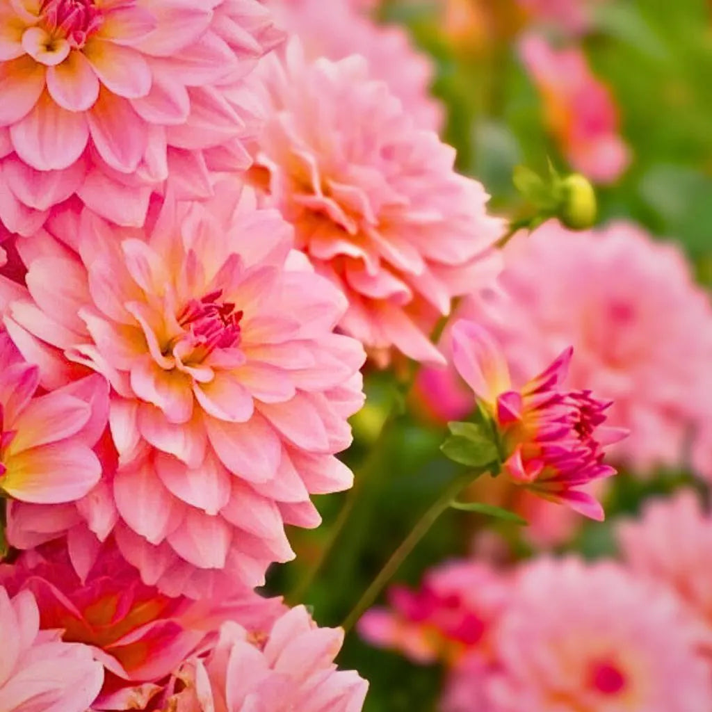 Pink Dahlia Fresh Annual Flower 35+ Seeds