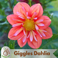 20+ Seeds| Giggles Dahlia Seeds - Perennial - Flowering - Hybrid - Open-Pollinating - Fast Growing - Clumping - Plant in Spring #D088
