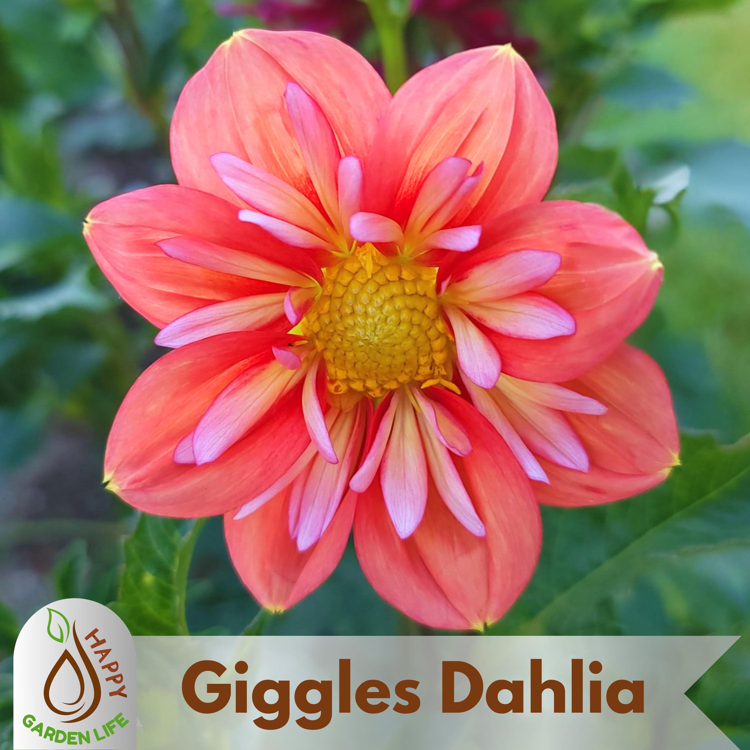 20+ Seeds| Giggles Dahlia Seeds - Perennial - Flowering - Hybrid - Open-Pollinating - Fast Growing - Clumping - Plant in Spring #D088