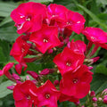 Scarlet Phlox Flower Seeds - Grow Beautiful Flowers Indoors, Outdoors, In Pots, Grow Beds, Soil, Hydroponics  Aquaponics(10 Seeds)
