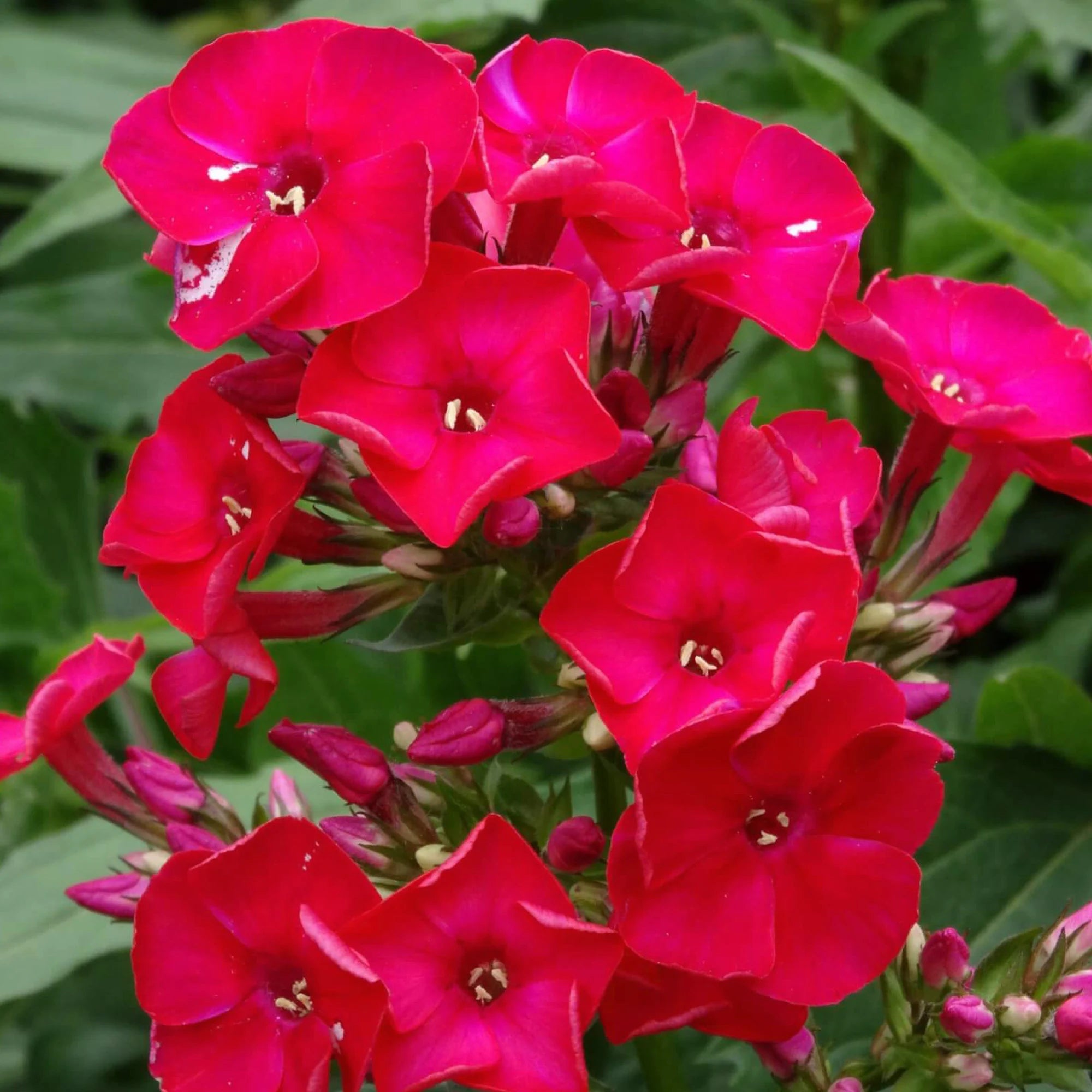Scarlet Phlox Flower Seeds - Grow Beautiful Flowers Indoors, Outdoors, In Pots, Grow Beds, Soil, Hydroponics  Aquaponics(10 Seeds)