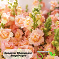 Snapstar Champagne Snapdragon Seeds-Cold Resistant -Attracts pollinators -Open-Pollinating-Plant before the frost/after frost#56