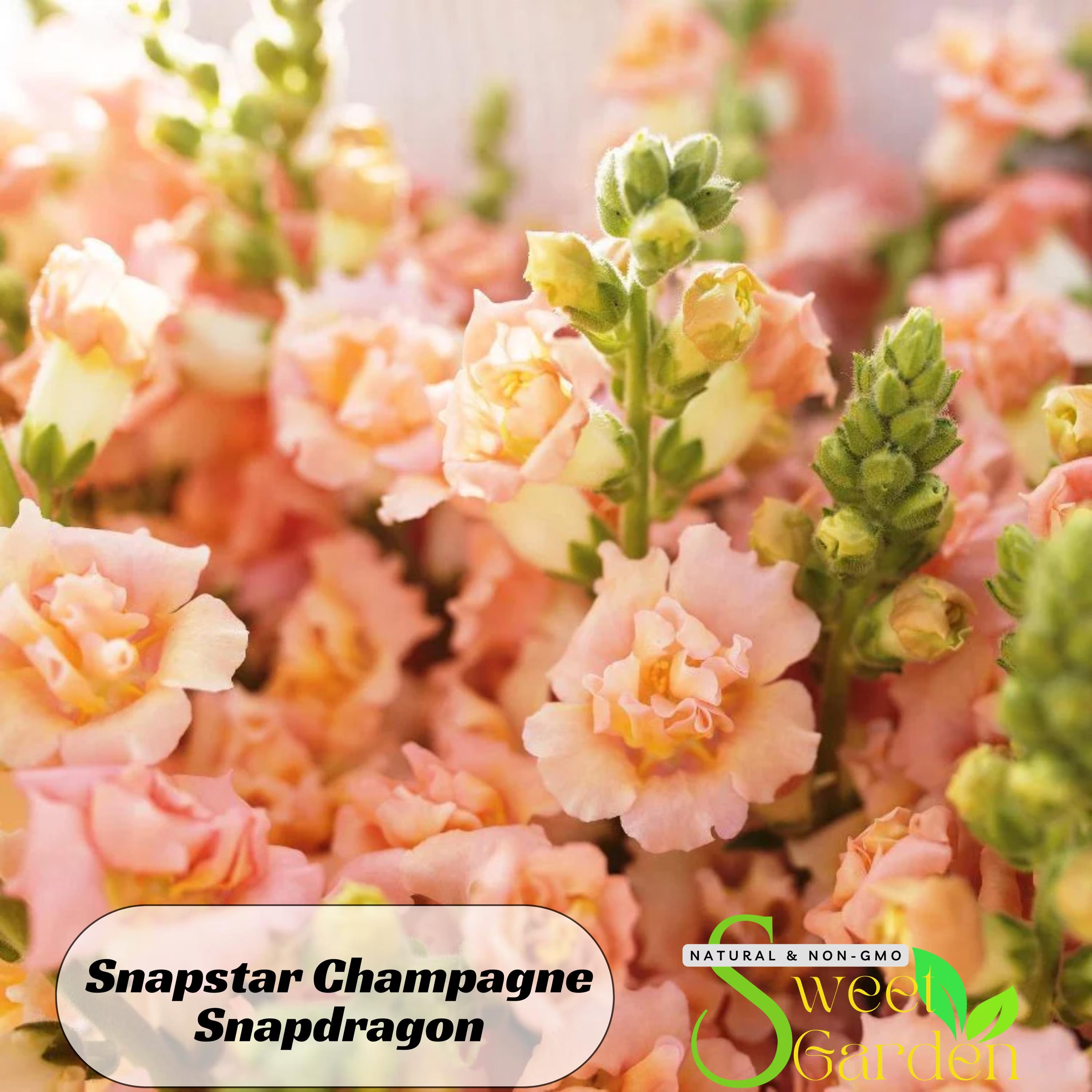 Snapstar Champagne Snapdragon Seeds-Cold Resistant -Attracts pollinators -Open-Pollinating-Plant before the frost/after frost#56