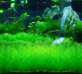 Live Aquarium Plant Seeds Ground Cover
