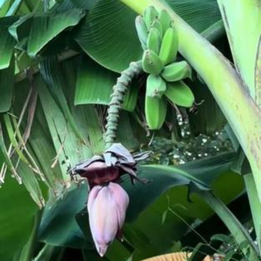 Musa acuminata var. zebrina seeds! Blood Leaf Banana, Rojo, Sumatrana(2 Seeds)