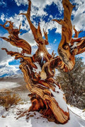 Bristlecone Pine Tree (Pinus Longaeva #39;Great Basin#39;) Seeds - VERY RARE(10 Seeds)
